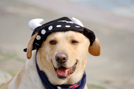 Lovely Labradorの写真素材