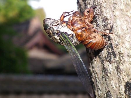 The Cicada Withdraw its role