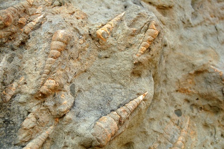 shell fossil on Rockの写真素材