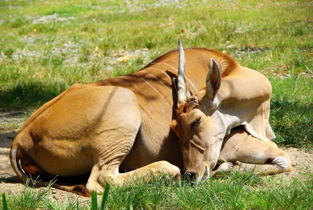 the Resting Lonely oryx on Lawn