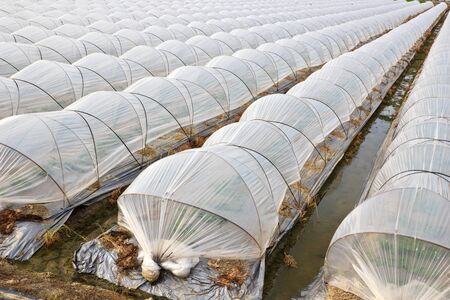 The Taiwan s organic fruit orchards with Protection of Plastic sheeting