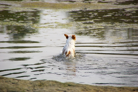 A Short-haired Puppy which playing in the Pondの写真素材