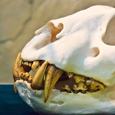 The Specimen of Tiger head bones with Sharp teethの写真素材