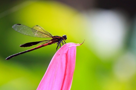 A Dragonfly which spreading its wings on flower petalの写真素材