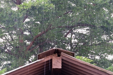 Strands of rain drift with tree and Eaves