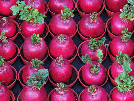Arrangement of Round purple radish for sale