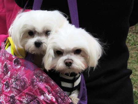 Two white dogs in Shoulder Bagの写真素材