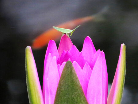 The Landscape of Water lily with Grasshopper and Fish in Waterの写真素材