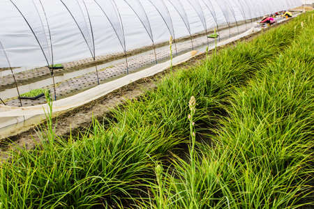 Taiwan flower plantingの写真素材