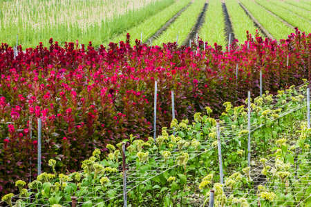 The landscape of flower field at Taiwan