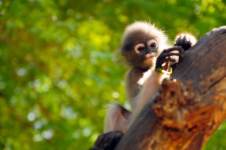 Dusky leaf monkey