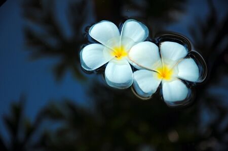 Two frangipani flowers float on the waterの写真素材