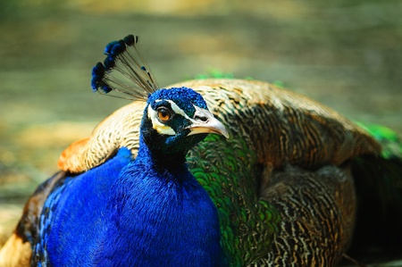 peacock  flopの写真素材