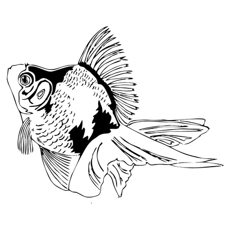 swiming goldfish outline sketch のイラスト素材