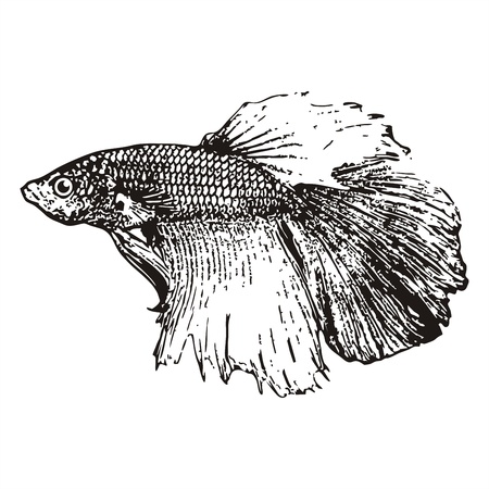 Fighting fish, Betta splendens sketch vector のイラスト素材