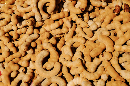 group of tamarind backgroundの写真素材