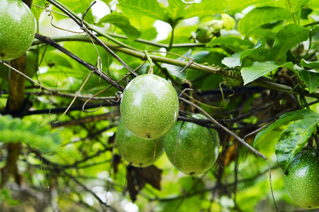 fresh green Passion fruit on vine from frameの写真素材