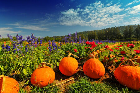 flower in garden decorate by pumpkin with moutain backgroundの写真素材