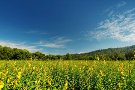 Indian hemp, Madras hemp field with mountain in day light backgroundの写真素材