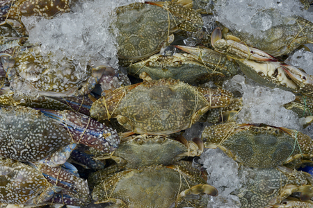 a lot of Flower crab, Blue crab, Blue swimmer crab, Blue manna crab, Sand crab to selling in sea food market backgroundの写真素材