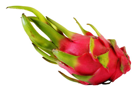 Dragon fruit, Pitaya, Hylocereus undatus (Haw) Britt. Rose. isolate backgroundの写真素材