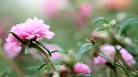 Close up and soft focus of Pink Rosemoss flower in green garden backgroundの写真素材