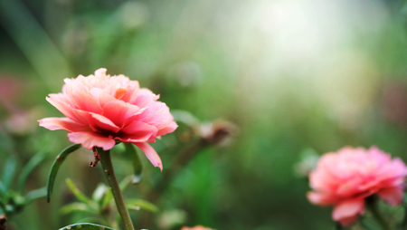 Close up and soft focus of Pink Rosemoss flower in green garden background