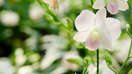 Dendrobium Pink Nagarindra orchid in farm garden with soft focus backgroundの写真素材