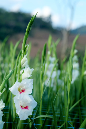 White Gladiolus flower in field. Representation to Splendid Beauty and promise. And have some space for write wording.の写真素材