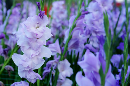 Purple Gladiolus flower in field. Representation to Splendid Beauty and promise. And have some space for write wording.の写真素材