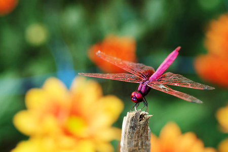 Trithemis aurora or crimson marsh glider dragonfly purple perched at branch with orange flower backgroundの写真素材