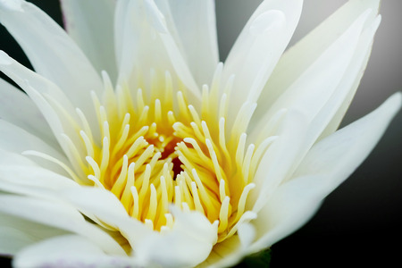 close up pollen white water lily or white lotus.feeling make meditation.backgroundの写真素材