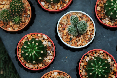 Hobby gardening with many of sprout cactus in Nursery  garden for sale make moneyの写真素材
