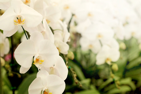 Positive feeling light white Farland orchid flower in garden with nature white tone and soft focus background. Have some space for write wordingの写真素材