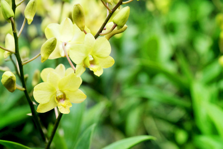 Dendrobium Bucha Putha or Dendrobium Cross Yellow Orchid in flora garden background.have som space for write wordingの写真素材
