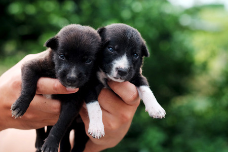 carry poor black breed puppy of Thailand with human big hand .have some space for write wordingの写真素材