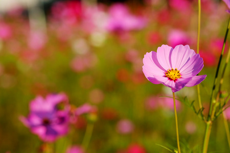 many of  cosmos flower in garden with soft focus backgroundの写真素材