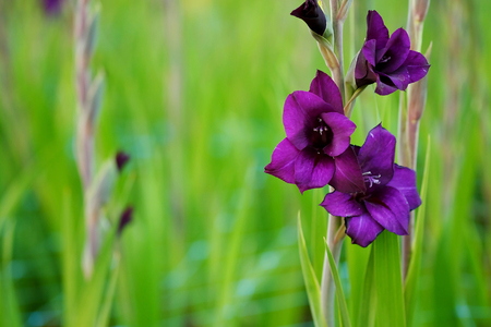Deep violet Gladiolus flower in field and garden farm . Representation to Splendid Beauty and promise. And have some space for write wording.の写真素材