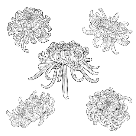 oriental chrysanthemum flower element botanical doodle ink drawing sketch vector  for tattoo collection setのイラスト素材