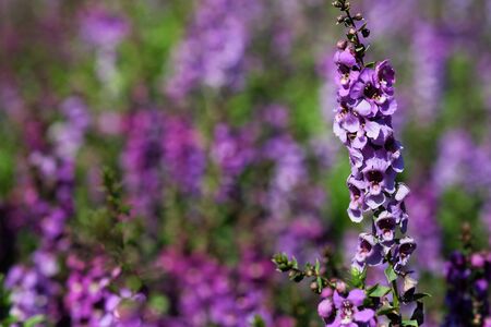 purple Angelonia flower in garden with daylight backgroundの写真素材