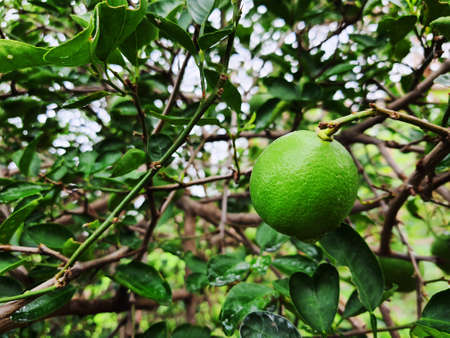 Organic fresh green lime in lime tree gardenの写真素材