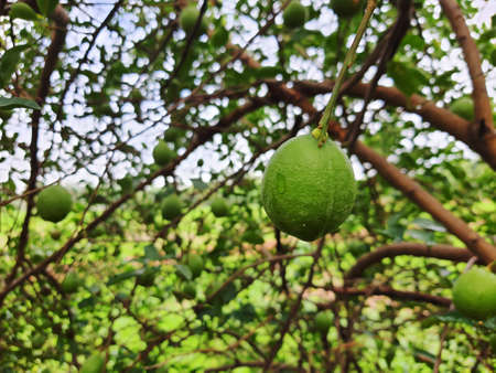 Organic fresh green lime in lime tree gardenの写真素材