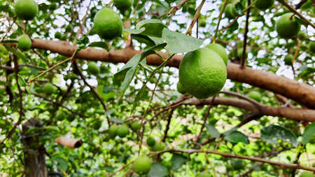 Organic fresh green lime in lime tree gardenの写真素材