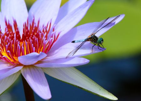 lotus, water lily, Dragonfly の写真素材