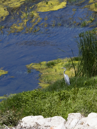 Gray heron on huntingの写真素材