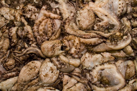 The fresh-caught cooled squids 