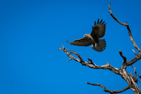 Eagle (buzzard)の写真素材
