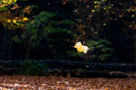 Autumn leaf fall Multi-colored autumn leaves of a maple on a grassの写真素材