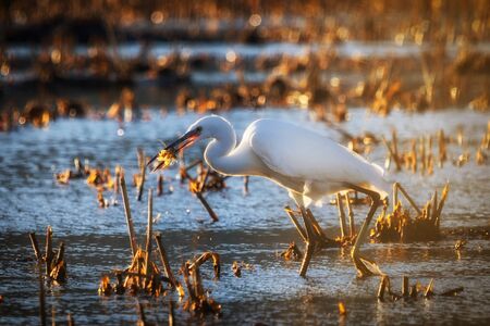Portrait of a big gray heron in the profile made at sunset.の写真素材
