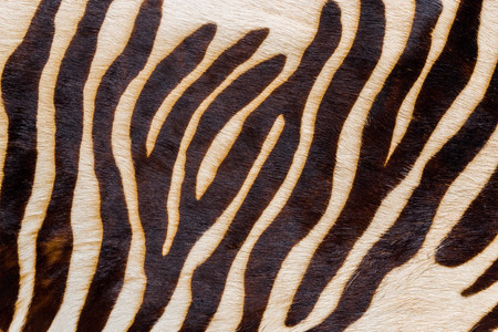 Natural skin of the African zebra of a typical coloring, fragment.